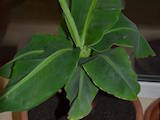 Домашние растения Цитрусовые растения, цена 50 Грн., Фото