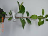 Домашні рослини Цитрусові рослини, ціна 50 Грн., Фото