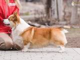 Собаки, щенята Вельш коргі пемброк, ціна 25000 Грн., Фото