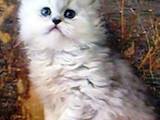 Кошки, котята Персидская, цена 1900 Грн., Фото
