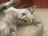 Кошки, котята Сибирская, Фото