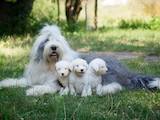 Собаки, щенки Бобтейль, цена 15000 Грн., Фото