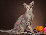 Кішки, кошенята Орієнтальна, ціна 2500 Грн., Фото