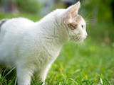 Кошки, котята Беспородная, цена 3 Грн., Фото