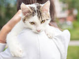 Кішки, кошенята Безпорідна, ціна 3 Грн., Фото