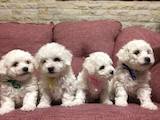 Собаки, щенки Бишон фрисе, цена 12000 Грн., Фото