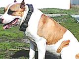 Собаки, щенки Американский стаффордширский терьер, цена 1000 Грн., Фото
