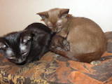 Кошки, котята Бурма, цена 6000 Грн., Фото