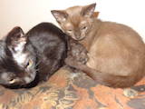Кошки, котята Бурма, цена 6000 Грн., Фото