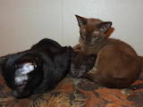 Кішки, кошенята Бурма, ціна 6000 Грн., Фото