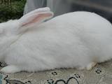 Грызуны Кролики, цена 100 Грн., Фото