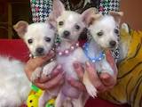 Собаки, щенки Русский гладкошерстный тойтерьер, цена 4000 Грн., Фото