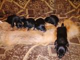 Собаки, щенки Ягдтерьер, цена 700 Грн., Фото