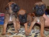 Собаки, щенки Боксер, цена 2000 Грн., Фото