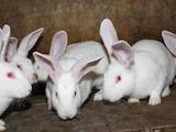 Гризуни Кролики, ціна 85 Грн., Фото