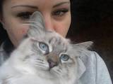 Кошки, котята Невская маскарадная, цена 5000 Грн., Фото