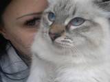 Кошки, котята Невская маскарадная, цена 5000 Грн., Фото