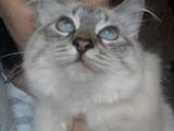 Кішки, кошенята Невськая маскарадна, ціна 5000 Грн., Фото