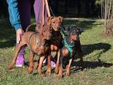 Собаки, щенята Пінчер, ціна 8999 Грн., Фото