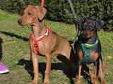 Собаки, щенки Пинчер, цена 8999 Грн., Фото