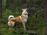 Собаки, щенята Західно-Сибірська лайка, ціна 5200 Грн., Фото