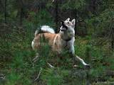 Собаки, щенки Западно-Сибирская лайка, цена 5200 Грн., Фото
