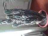 Домашние растения Кактусы, цена 1500 Грн., Фото