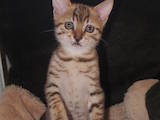 Кошки, котята Абиссинская, цена 5000 Грн., Фото