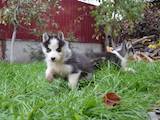 Собаки, щенята Сибірський хаськи, ціна 5000 Грн., Фото