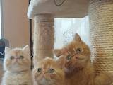 Кішки, кошенята Екзотична короткошерста, ціна 8000 Грн., Фото