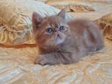 Кошки, котята Экзотическая короткошерстная, цена 8000 Грн., Фото