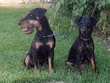 Собаки, щенята Ягдтер'єр, ціна 2000 Грн., Фото