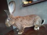 Грызуны Кролики, цена 130 Грн., Фото