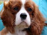 Собаки, щенки Кавалер-Кинг-Чарльз спаниель, цена 23500 Грн., Фото