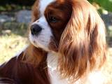 Собаки, щенята Кавалер-кинг-чарльз спаніель, ціна 23500 Грн., Фото