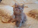 Кошки, котята Экзотическая короткошерстная, цена 10000 Грн., Фото