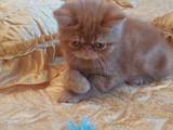 Кішки, кошенята Екзотична короткошерста, ціна 10000 Грн., Фото