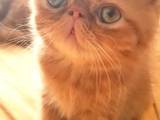 Кішки, кошенята Екзотична короткошерста, ціна 10000 Грн., Фото