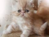 Кішки, кошенята Екзотична короткошерста, ціна 8000 Грн., Фото
