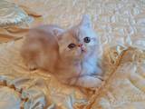 Кошки, котята Экзотическая короткошерстная, цена 8000 Грн., Фото