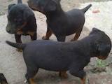 Собаки, щенки Ягдтерьер, цена 1000 Грн., Фото