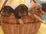 Собаки, щенки Кавалер-Кинг-Чарльз спаниель, цена 20800 Грн., Фото