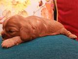 Собаки, щенята Кавалер-кинг-чарльз спаніель, ціна 20800 Грн., Фото