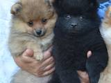 Собаки, щенки Малый шпиц, цена 6700 Грн., Фото