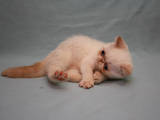 Кошки, котята Экзотическая короткошерстная, цена 6000 Грн., Фото