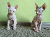 Кошки, котята Донской сфинкс, цена 2400 Грн., Фото