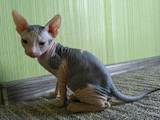 Кошки, котята Донской сфинкс, цена 2400 Грн., Фото