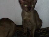 Кошки, котята Бурма, цена 3000 Грн., Фото