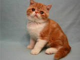 Кішки, кошенята Екзотична короткошерста, ціна 3500 Грн., Фото