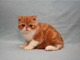 Кошки, котята Экзотическая короткошерстная, цена 3500 Грн., Фото